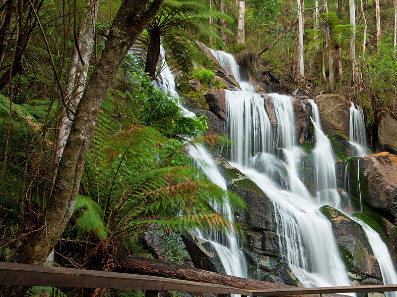 Toorongo Falls through tree ferns and rainforest